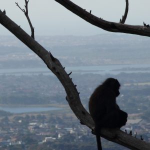 A juvenile hanging around Cape Town's suburbs